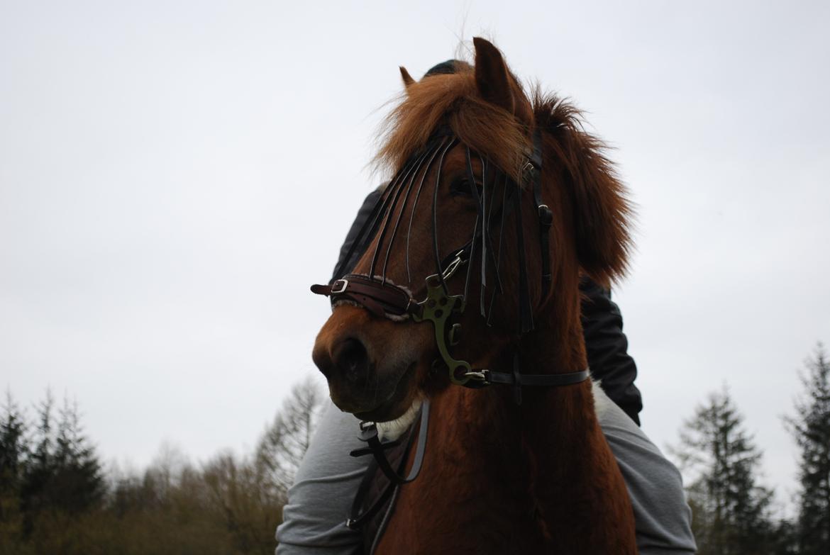 Islænder Glöd billede 12