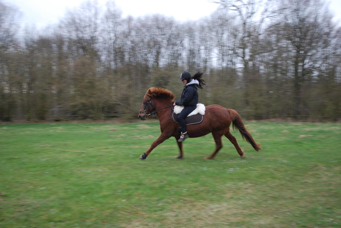 Islænder Glöd billede 13