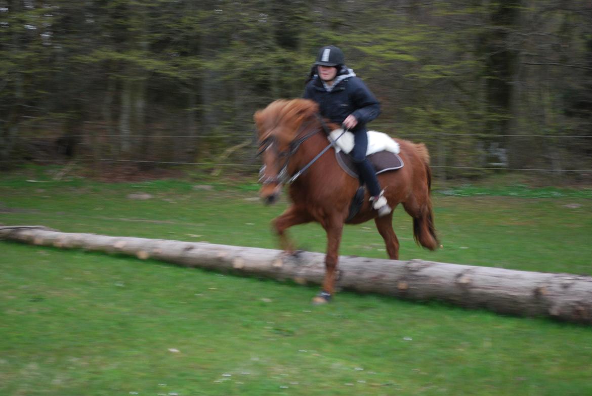 Islænder Glöd billede 14