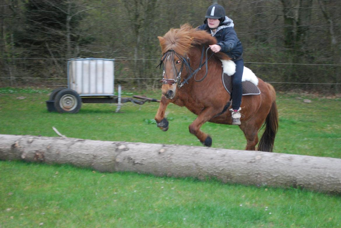 Islænder Glöd billede 15