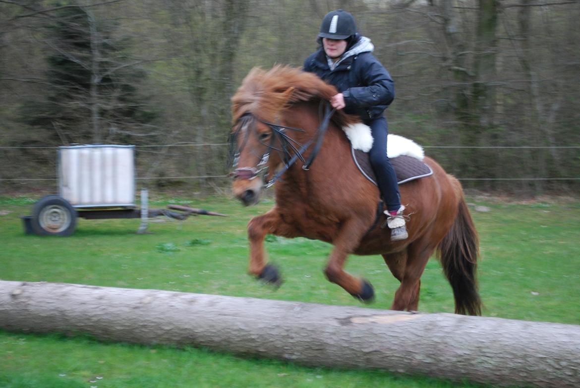 Islænder Glöd billede 16