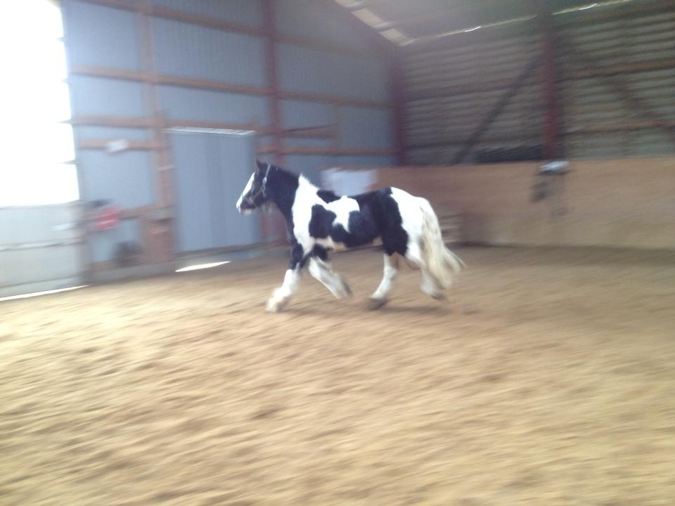 Irish Cob shadow billede 6