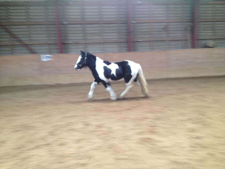 Irish Cob shadow billede 7