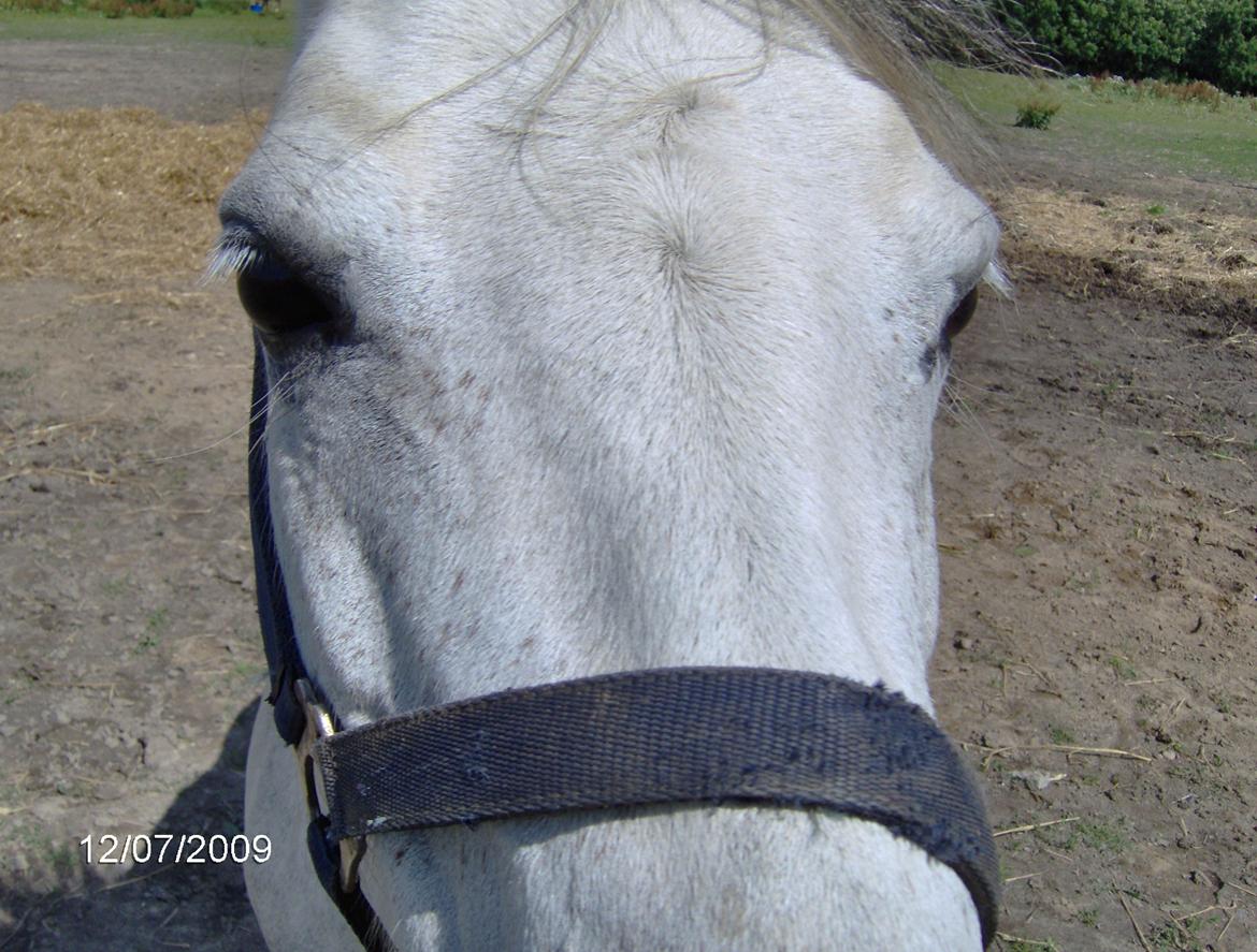 Anden særlig race Beauty billede 1