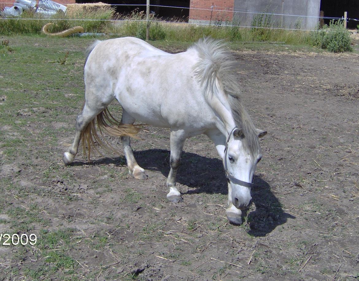 Anden særlig race Beauty billede 2
