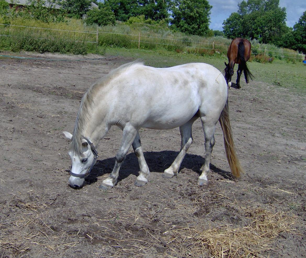 Anden særlig race Beauty billede 3