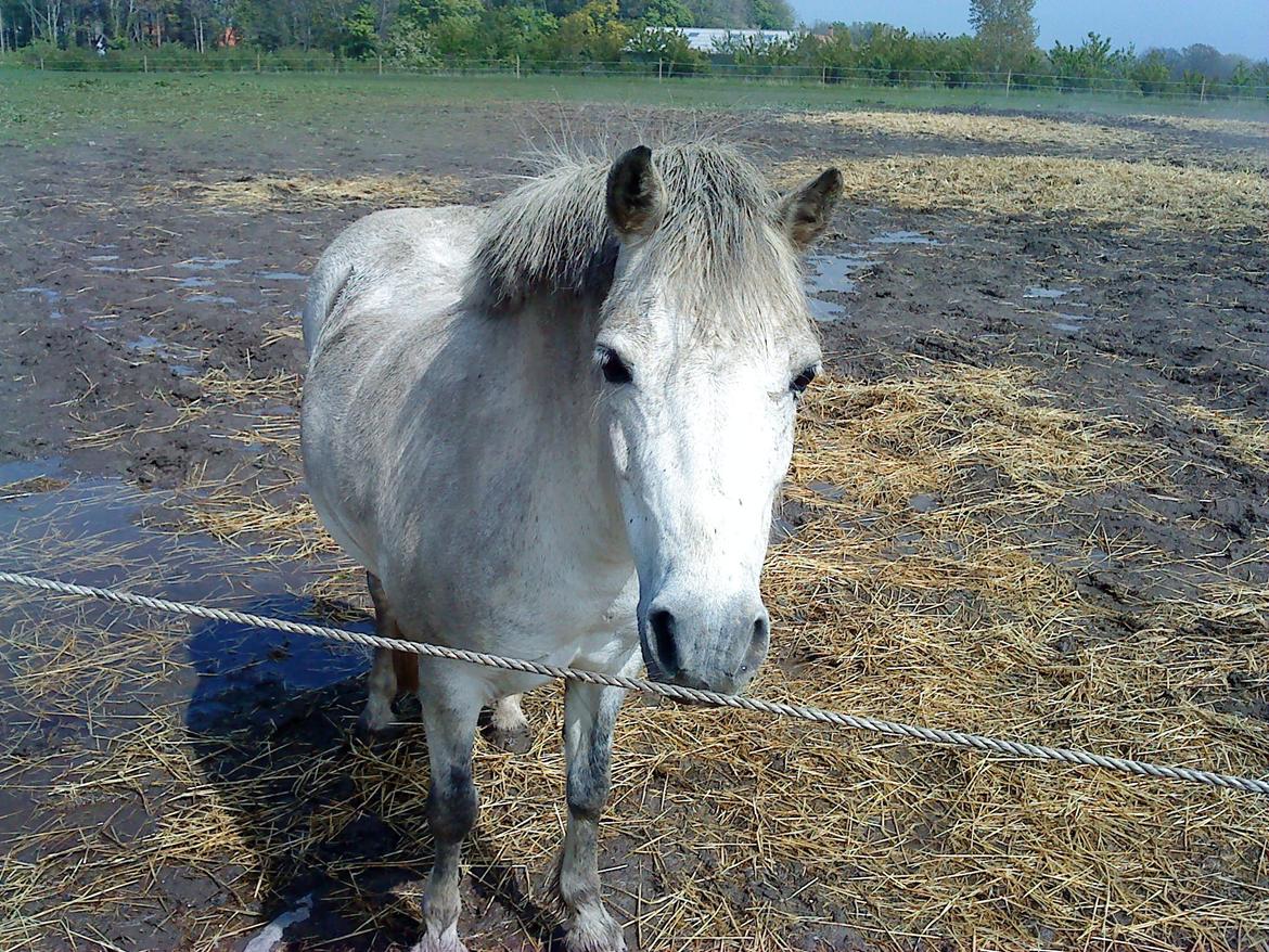 Anden særlig race Beauty billede 4