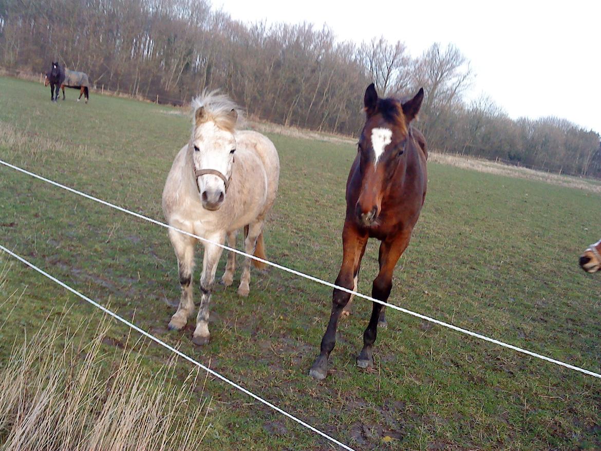 Anden særlig race Beauty billede 5