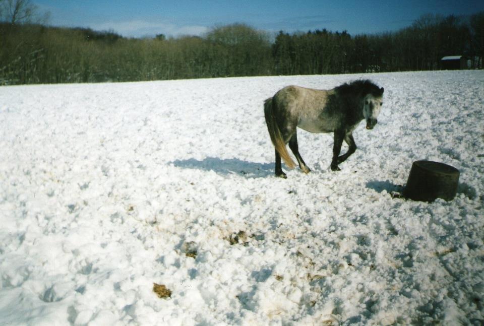 Anden særlig race Beauty billede 6