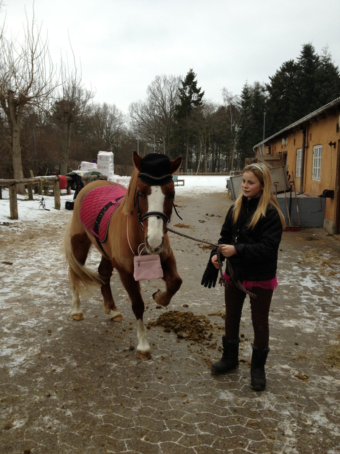 Welsh Pony af Cob-type (sec C) Gribsvads Lady Dee<3 - fastelavnsponyen 2013 billede 18