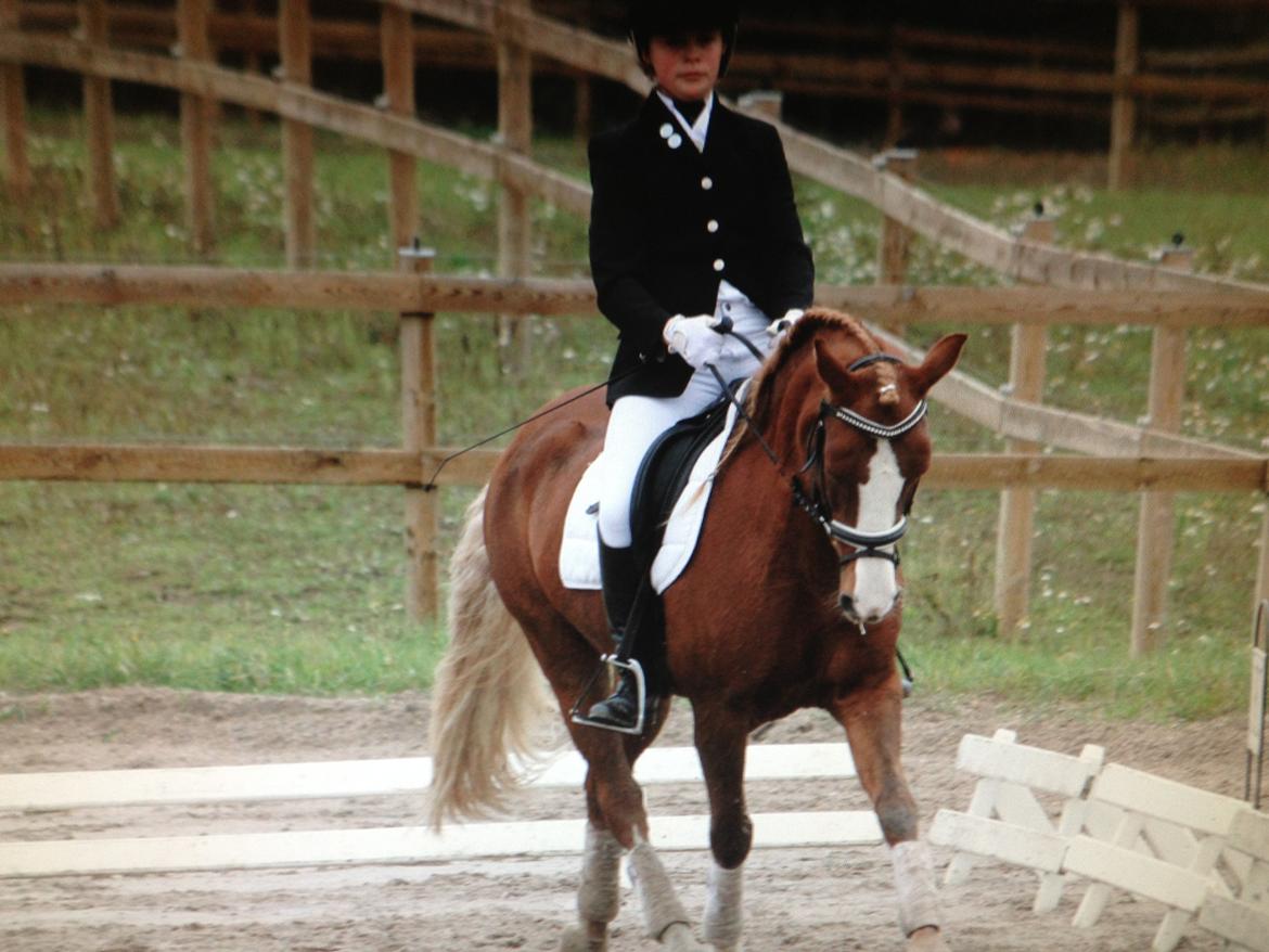 Welsh Pony af Cob-type (sec C) Gribsvads Lady Dee<3 - dressurstævne i vedbæk 2012 billede 1