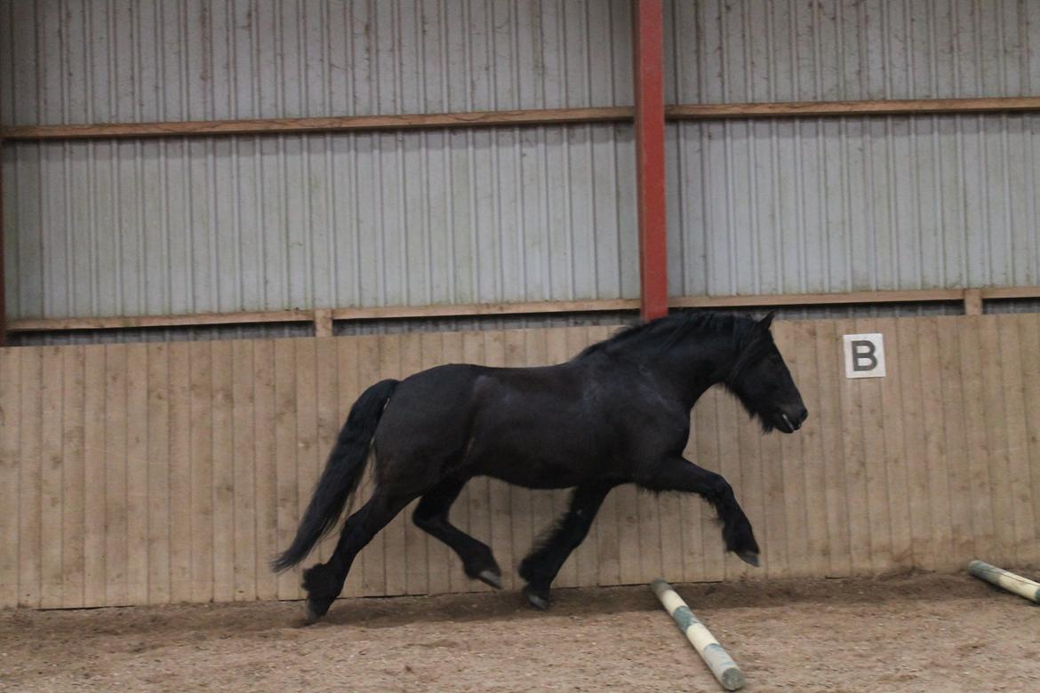 Anden særlig race Pédro billede 8