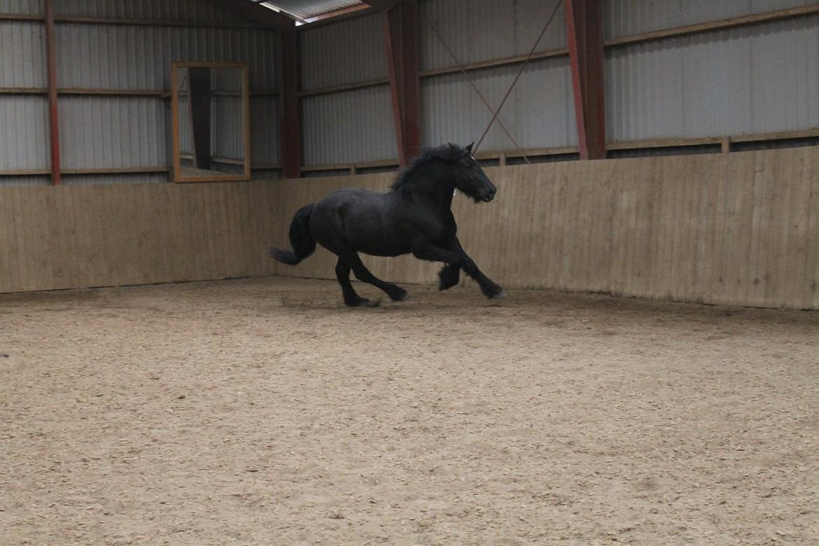 Anden særlig race Pédro billede 15