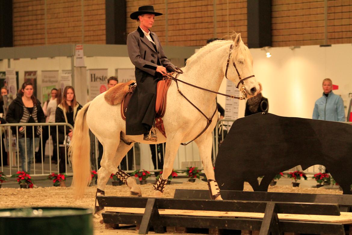 Lusitano Ninito - Hestemessen 2011 billede 3