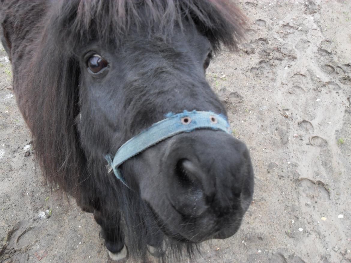 Shetlænder Vejgaards Viggo (Mumi) billede 1