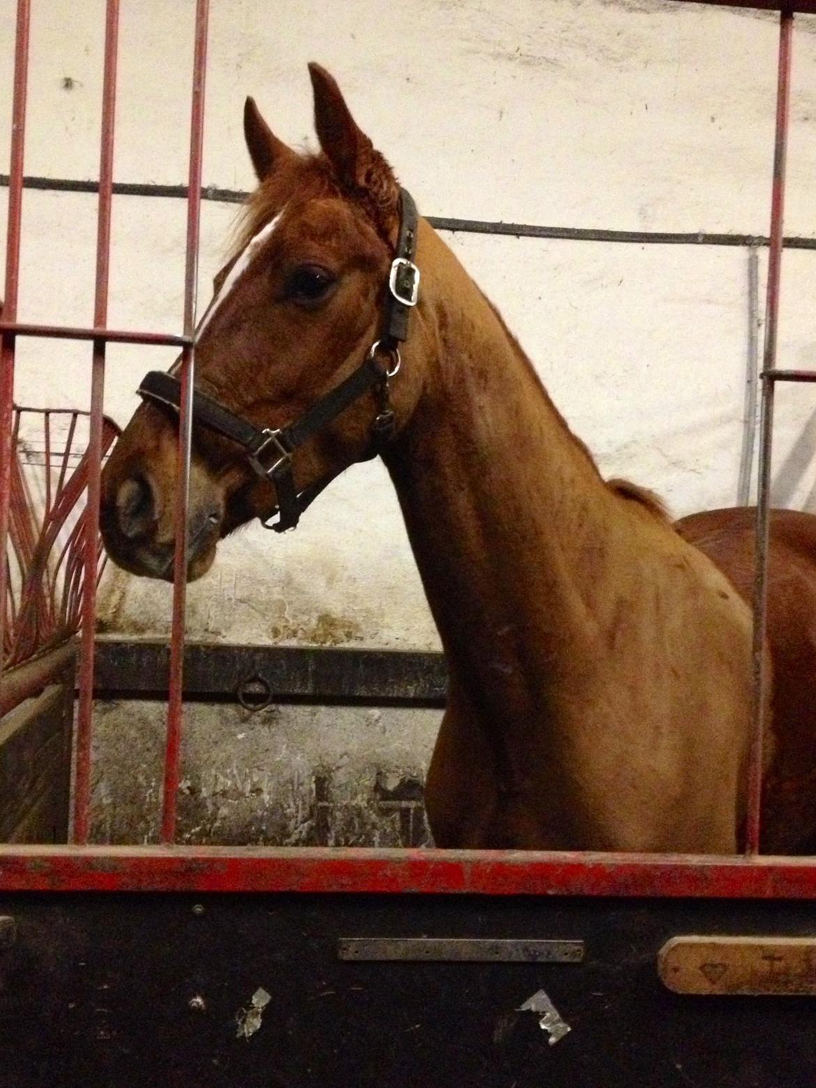 Anden særlig race Ratata <3 - så lækker!<3 billede 12