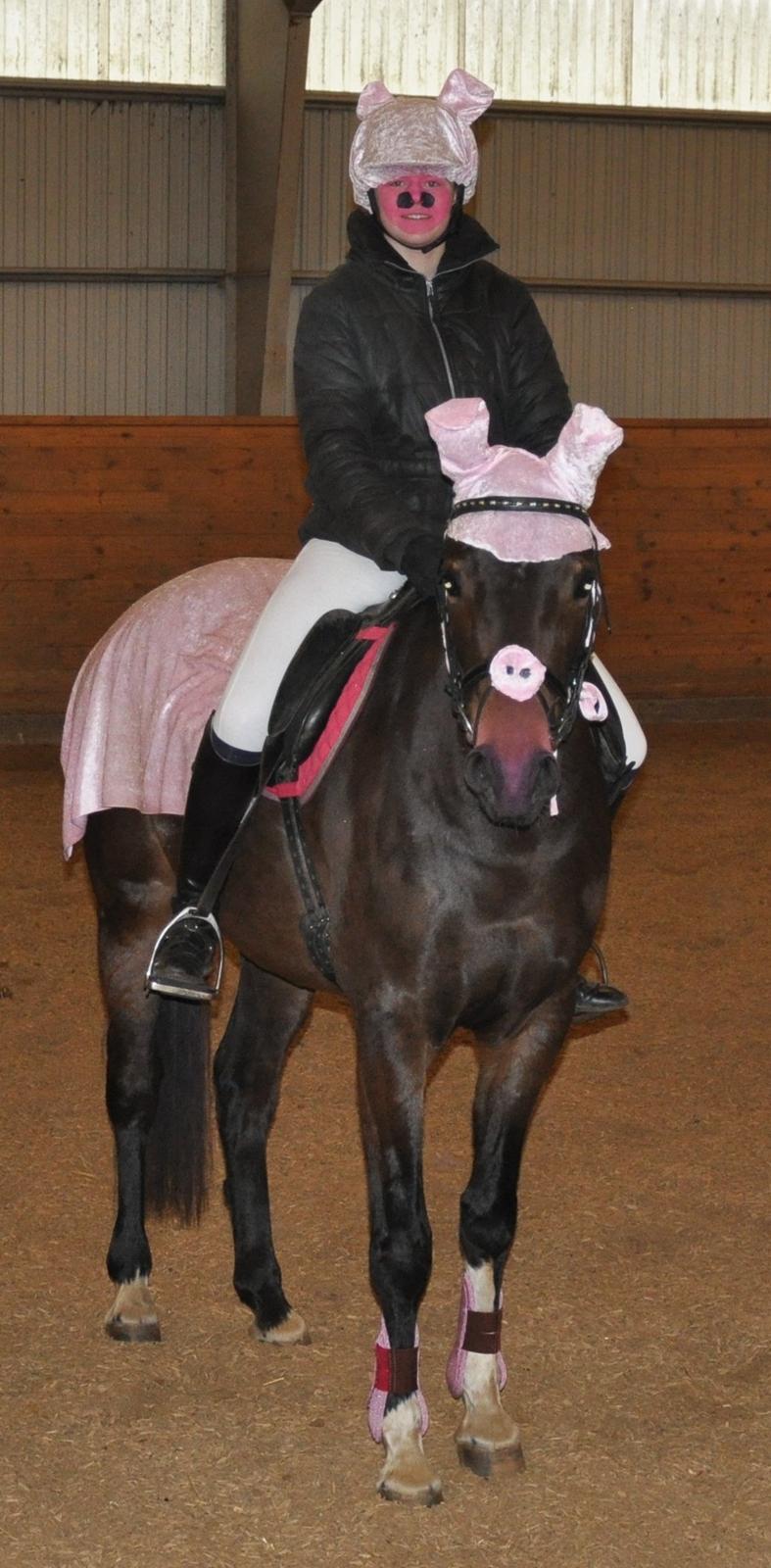 Dansk Varmblod Paris H - velkommen til Paris H's profil
her er vi til første stævne som et par grisebasser :D billede 1