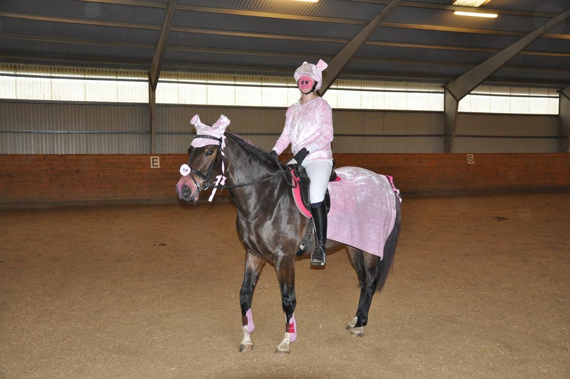 Dansk Varmblod Paris H - det fulde sæt :D billede 11