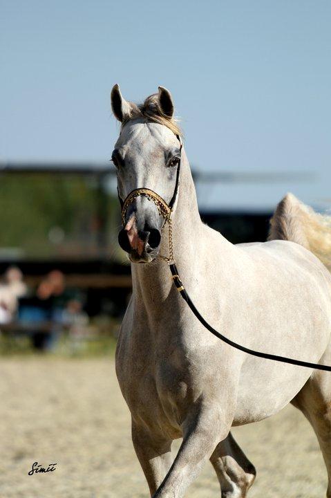 Arabisk fuldblod (OX) Ghadir Ibn Jayyid - Ghadir Ibn Jayyid, Nationalt Show 2010. Photo by Simiiphoto. billede 5