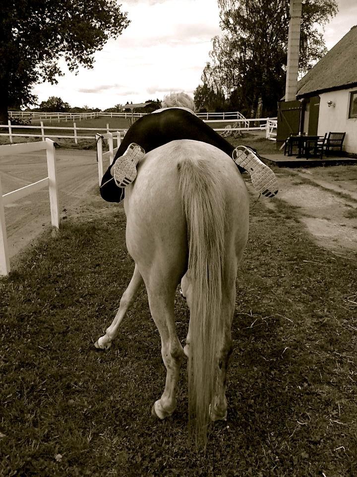 Arabisk fuldblod (OX) Ghadir Ibn Jayyid - Sommer 2012 billede 6