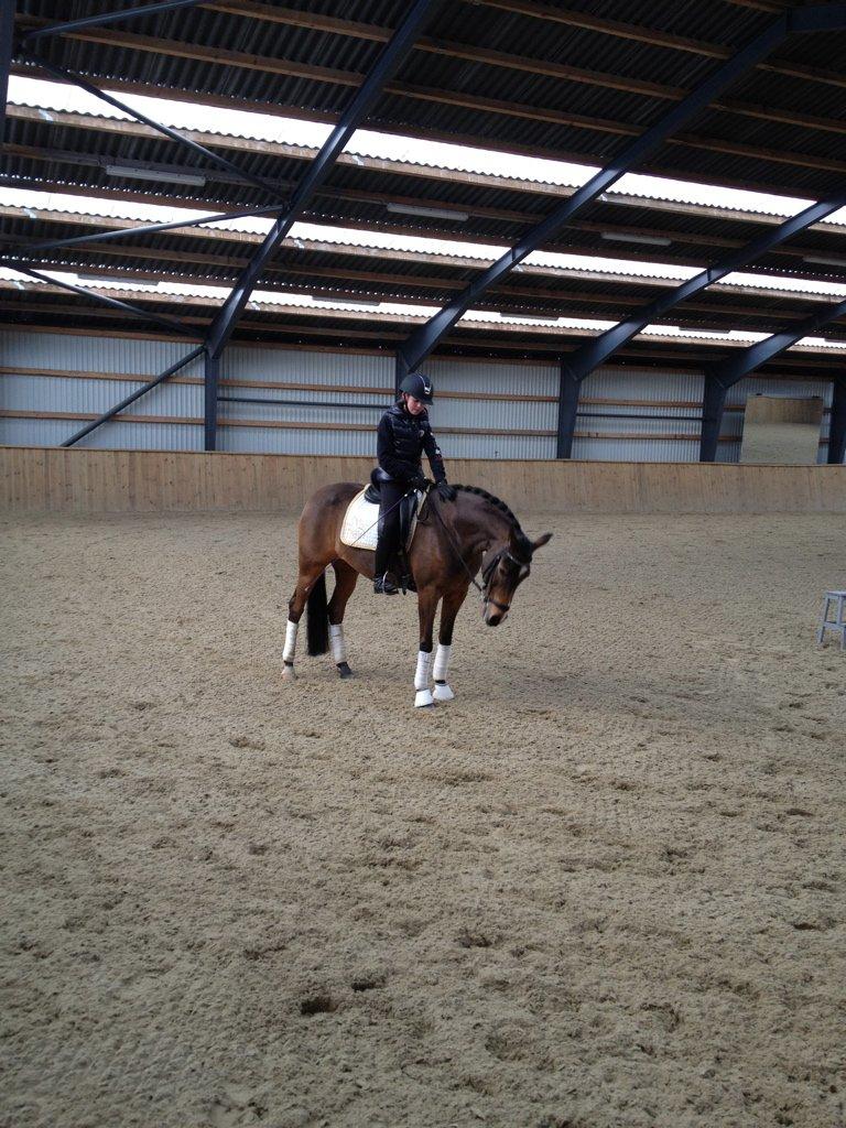 New Forest Orchid's Sheila B-pony - 1. gang jeg sidder på fantastiske Sheila <3 billede 6