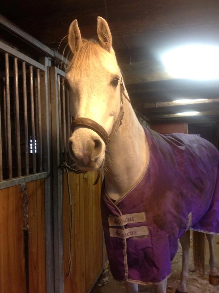 Arabisk fuldblod (OX) Ghadir Ibn Jayyid - Julen 2012 billede 9