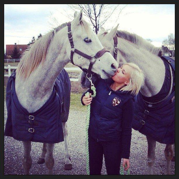 Arabisk fuldblod (OX) Ghadir Ibn Jayyid - Februar 2012 billede 10