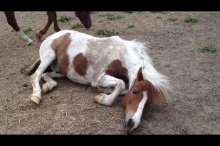 Pinto Just Jumping Oliver *Solgt billede 11