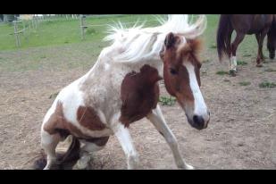 Pinto Just Jumping Oliver *Solgt billede 12