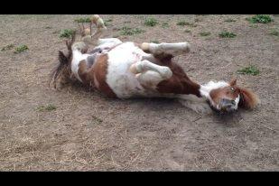 Pinto Just Jumping Oliver *Solgt billede 13