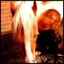 Pinto Just Jumping Oliver *Solgt billede 14