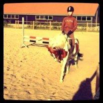 Pinto Just Jumping Oliver *Solgt billede 16