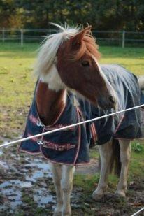 Pinto Just Jumping Oliver *Solgt billede 17