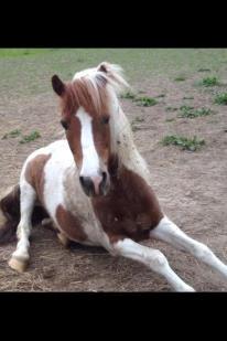 Pinto Just Jumping Oliver *Solgt - lad mig komme op billede 18