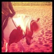 Pinto Just Jumping Oliver *Solgt billede 19