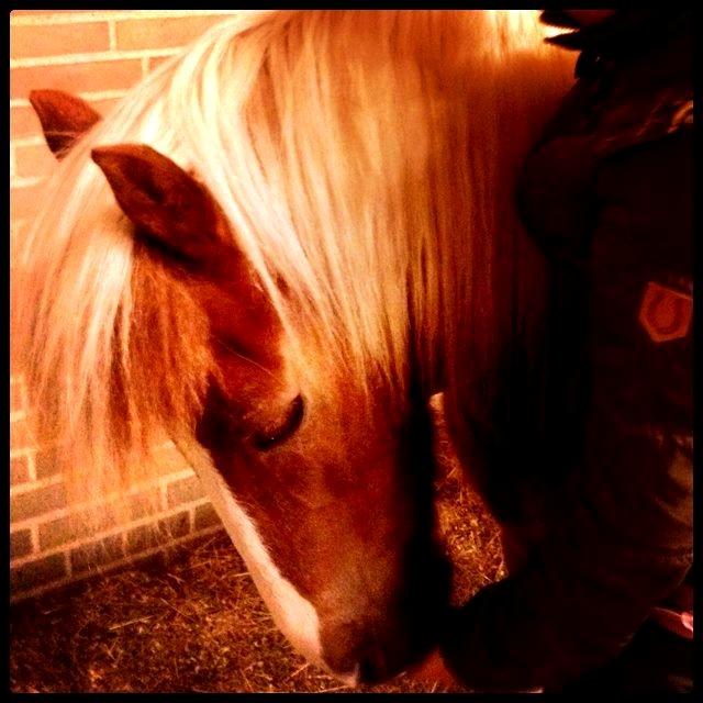 Pinto Just Jumping Oliver *Solgt billede 20