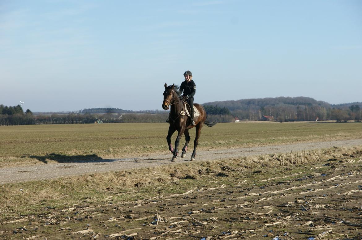Zangersheide D. Chriesafie Z - En god galopper! 26/2-13 "To me, horses and freedom are synomynous" billede 7