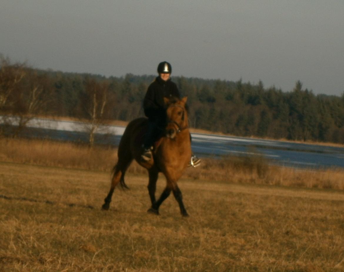 Anden særlig race Sweedy billede 6