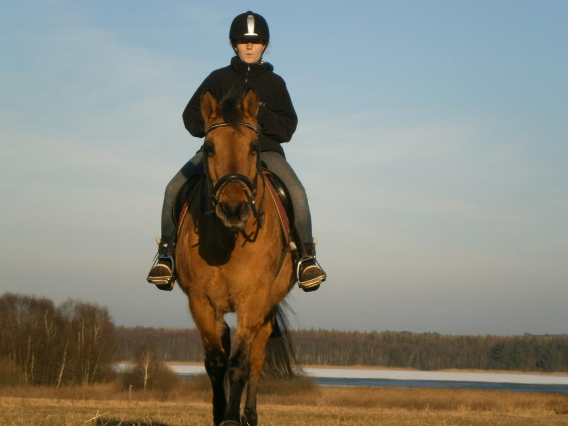 Anden særlig race Sweedy billede 1