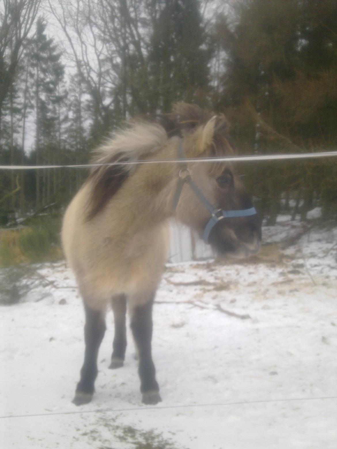 Konik Polski Bella billede 21