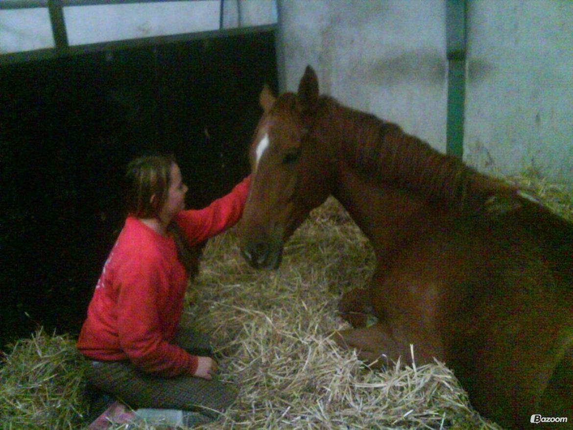 Dansk Varmblod Cassius † 2008 † billede 2