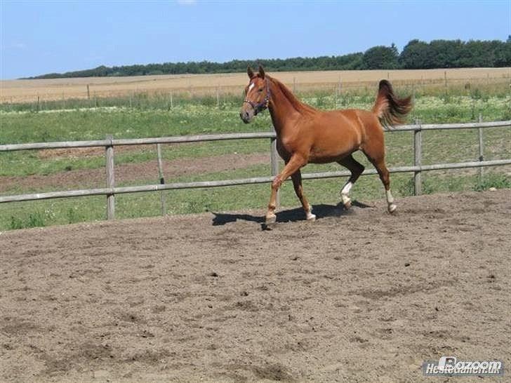 Dansk Varmblod Cassius † 2008 † billede 3