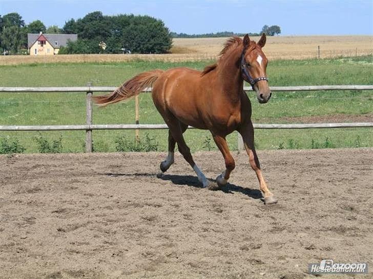 Dansk Varmblod Cassius † 2008 † billede 1