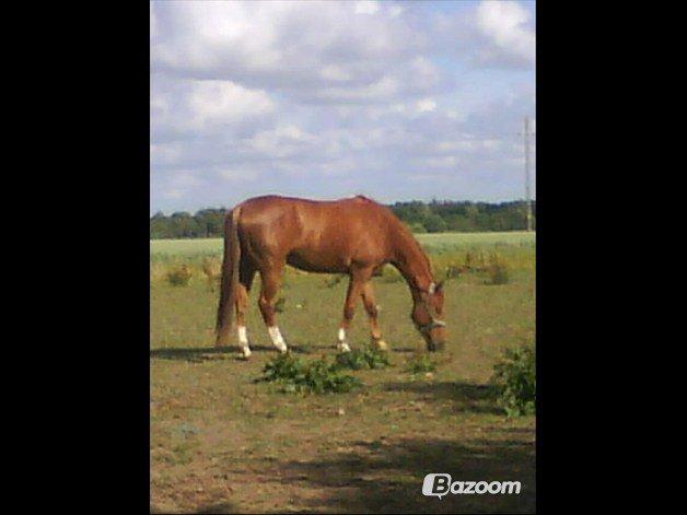 Dansk Varmblod Cassius † 2008 † billede 7