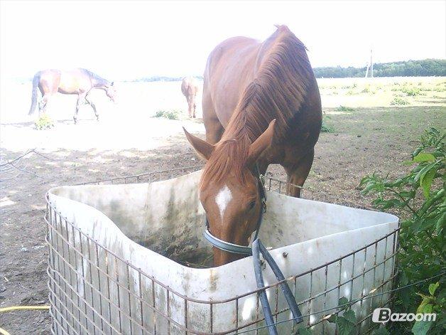 Dansk Varmblod Cassius † 2008 † billede 8