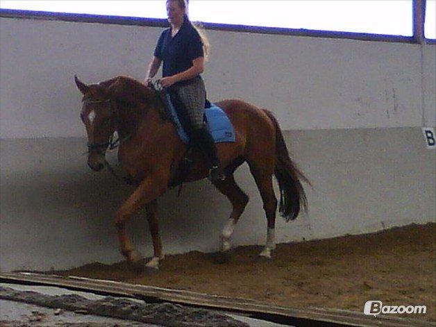 Dansk Varmblod Cassius † 2008 † billede 10