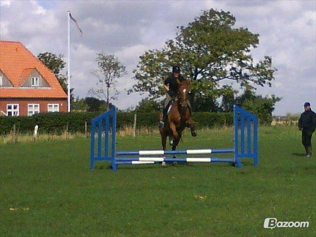 Dansk Varmblod Cassius † 2008 † billede 11