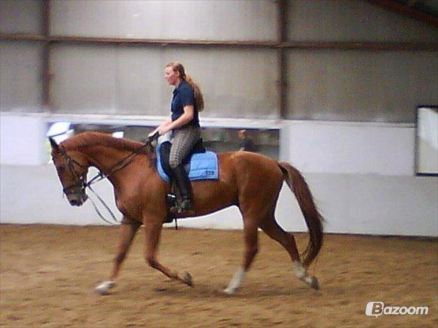 Dansk Varmblod Cassius † 2008 † billede 13