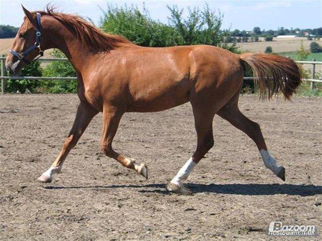 Dansk Varmblod Cassius † 2008 † billede 18