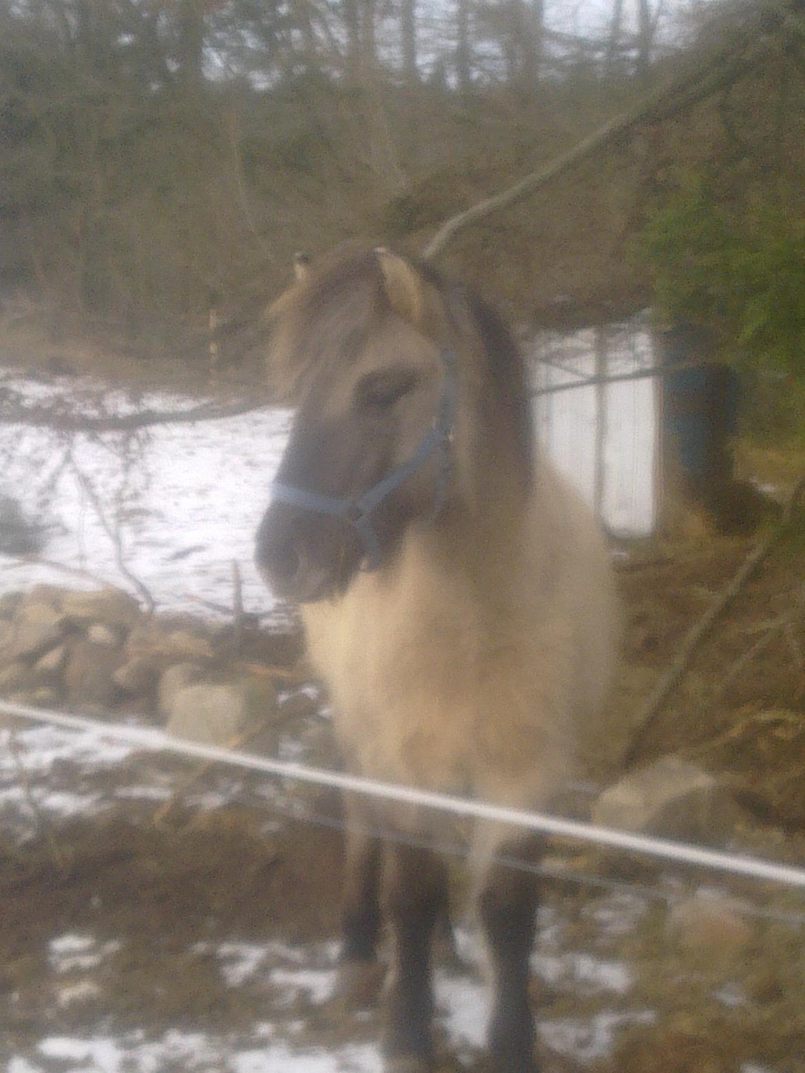 Konik Polski Bella - januar 2013 billede 3